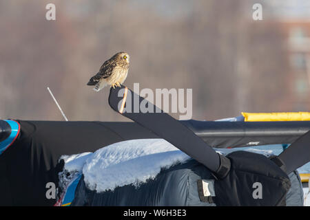 Le hibou des marais (Asio flammeus) siège sur un avion à hélice couverte de Lake Hood, le centre-sud de l'Alaska Banque D'Images