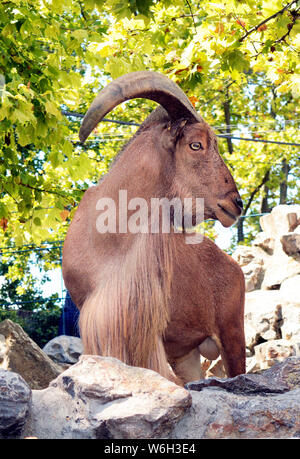 Mouflon debout sur rock en face des arbres Banque D'Images