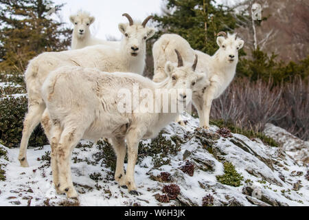 Un groupe de brebis et d'agneau de Dall (Ovis dalli) regarder un appareil photo de leur colline rocheuse dans les montagnes de Chugach au sud d'Anchorage en hiver avec ... Banque D'Images