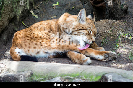 Nettoyage Bobcat elle-même, dans la nature, lynks habitat Banque D'Images