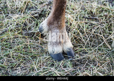 Le sabot de caribou captif (Rangifer tarandus), le seul caribou captif de l'Alaska à l'époque, Alaska Wildlife conservation Centre,... Banque D'Images