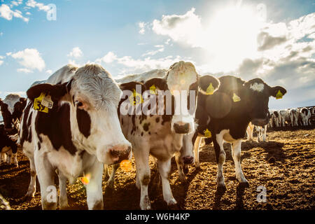 Curieux Holstein vaches regardant la caméra tout en se tenant dans une zone clôturée avec des étiquettes d'identification dans leurs oreilles sur une ferme laitière robotique, le nord... Banque D'Images