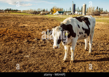 Vache Holstein debout dans une zone clôturée avec des étiquettes d'identification dans ses oreilles et structures de ferme en arrière-plan sur une ferme laitière robotique, nord... Banque D'Images