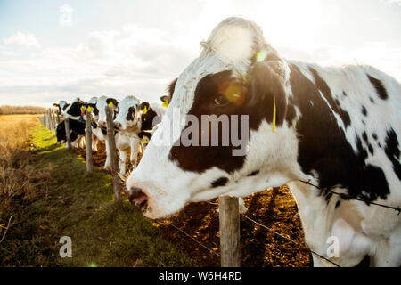 Vaches Holstein debout dans une zone clôturée avec des étiquettes d'identification dans leurs oreilles sur une ferme laitière robotique, au nord d'Edmonton; Alberta, Canada Banque D'Images