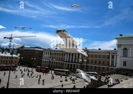 Le vol de mouettes sur un ciel au-dessus des toits et les têtes des personnes à Helsinki. Ils sont curieux et d'impudents . Mais aussi beau. Banque D'Images