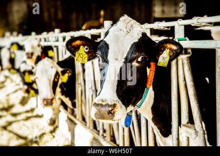 Holstein vache laitière avec des étiquettes d'identification sur leurs oreilles regardant la caméra tout en se tenant dans une rangée le long d'un rail d'une station d'alimentation sur un robo... Banque D'Images