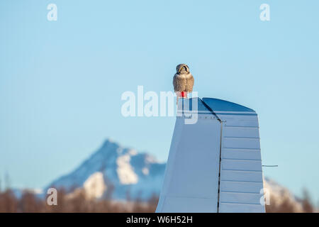 Northern Hawk-Owl (Surnia ulula) perché sur un petit avion, Alaska, États-Unis d'Amérique Banque D'Images