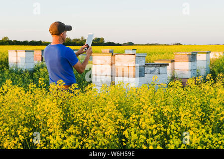 Un homme qui utilise un comprimé inspecte les ruches commerciales d'abeilles à la limite d'un champ de canola en fleurs, près de Niverville; Manitoba, Canada Banque D'Images