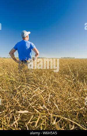 Un agriculteur scout un champ de canola mûr prêt pour la récolte qui est prêt pour la coupe droite, près de Lorette; Manitoba, Canada Banque D'Images