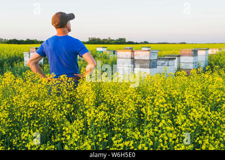 Un homme regarde les ruches commerciales d'abeilles à la limite d'un champ de canola à l'étape de la floraison, près de Niverville; Manitoba, Canada