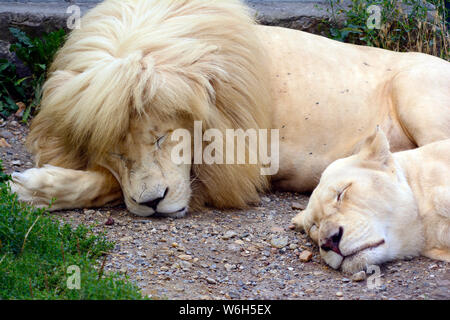 Hommes et femmes de couchage magnifique lion blanc Banque D'Images