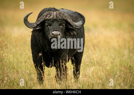 Buffle (Syncerus caffer) fait face à huis clos dans l'herbe, le Parc National du Serengeti, Tanzanie Banque D'Images