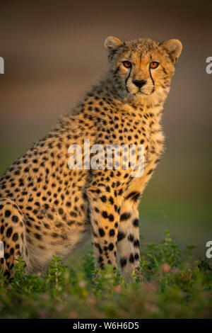 Gros plan de cheetah cub (Acinonyx jubatus) assis avec une lumière de chat, parc national de Serengeti; Tanzanie Banque D'Images