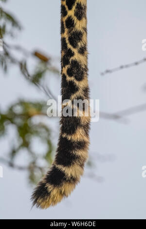 Gros plan de la queue de léopard (Panthera pardus) qui pendait tout droit, parc national du Serengeti; Tanzanie Banque D'Images