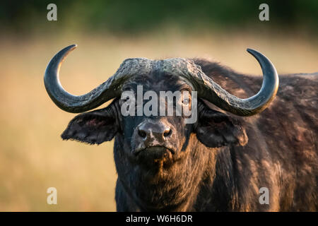 Close-up de buffle (Syncerus caffer) fixant l'appareil photo, le Parc National du Serengeti, Tanzanie Banque D'Images