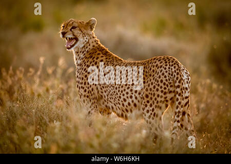 Femme Guépard (Acinonyx jubatus) est en appelant l'herbe d'oursons, Parc National de Serengeti, Tanzanie Banque D'Images