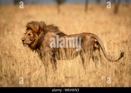 Male lion (Panthera leo) dans le profil dans l'herbe, le Parc National du Serengeti, Tanzanie Banque D'Images