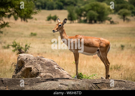 Femelle Impala (Aepyceros melampus) se tient de profil sur rock, le Parc National du Serengeti, Tanzanie Banque D'Images