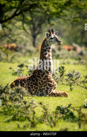 Les Masais Girafe (Giraffa camelopardalis) tippelskirchii à genoux dans l'herbe entre les buissons, le Parc National du Serengeti, Tanzanie Banque D'Images