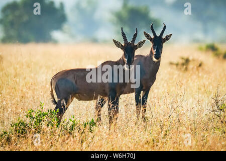 Deux topi (Damaliscus korrigum) se tenir ensemble dans la savane africaine, le Parc National du Serengeti, Tanzanie Banque D'Images