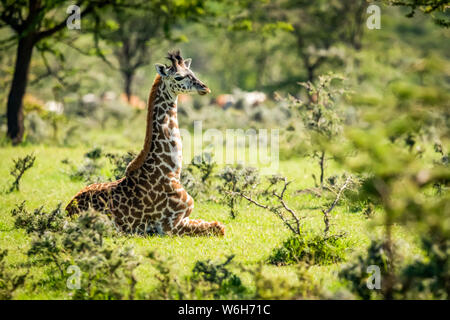 Les Masais Girafe (Giraffa camelopardalis) tippelskirchii à genoux dans l'herbe entre les buissons, le Parc National du Serengeti, Tanzanie Banque D'Images
