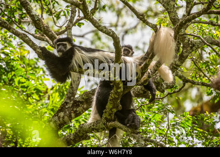 Noir et blanc Colobus Monkeys (Colobus guereza) se détendant sur les branches d'arbres au Ngare Sero Mountain Lodge, près d'Arusha; Tanzanie Banque D'Images