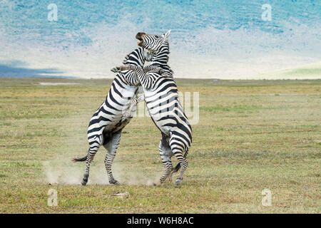 Paire de stallions Zebra (Equus grevyi) se lève sur les pieds arrière pour se donner un coup de pied et se mordre les uns les autres lorsqu'ils se battent sur le sol du cratère de Ngorongoro, Ngorongoro Co... Banque D'Images