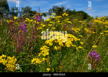 La réserve naturelle nationale de Gibraltar Point, géré par le Lincolnshire Wildlife Trust. Près de Skegness, Lincolnshire, Royaume-Uni Banque D'Images