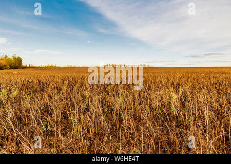 Un champ de fèves mûrs prêts à être récoltés : Namao, Alberta, Canada Banque D'Images