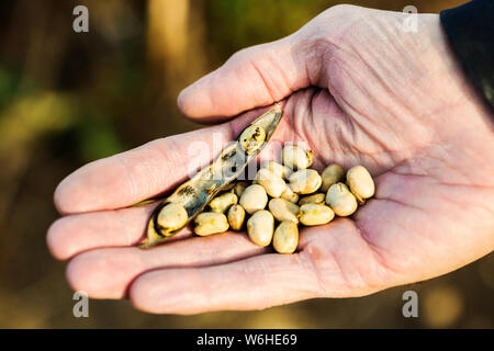 Un agriculteur détenant un pod ou fève mûri et Févettes à la main avant la récolte ; Namao, Alberta, Canada Banque D'Images