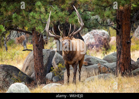 Bull le wapiti (Cervus canadensis), Denver, Colorado, États-Unis d'Amérique Banque D'Images