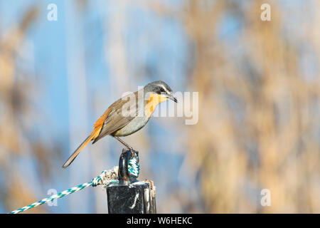 Mâle adulte Cape Robin-chat ou Cape Robin (Cossypha caffra) perché sur poteau d'amarrage, Western Cape, Afrique du Sud en hiver Banque D'Images