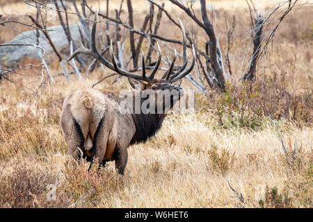 Bull le wapiti (Cervus canadensis), Denver, Colorado, États-Unis d'Amérique Banque D'Images