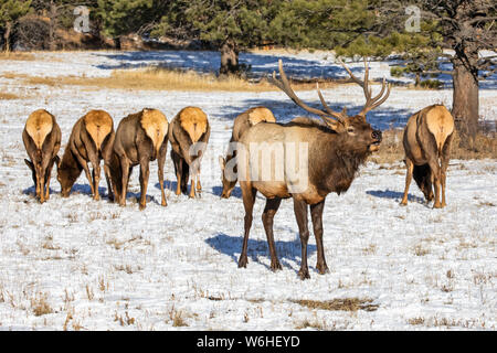 Bull le wapiti (Cervus canadensis) inscrite au premier plan avec six wapitis paissant dans une ligne ; Denver, Colorado, États-Unis d'Amérique Banque D'Images