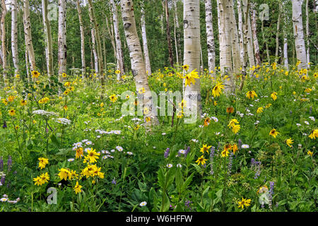 Fleurs sauvages dans un pré parmi les bouleaux; Denver, Colorado, États-Unis d'Amérique Banque D'Images