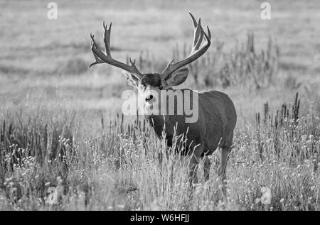 Image en noir et blanc d'un Cerf mulet (Odocoileus hemionus) mâle debout dans un champ d'herbe ; Denver, Colorado, États-Unis d'Amérique Banque D'Images