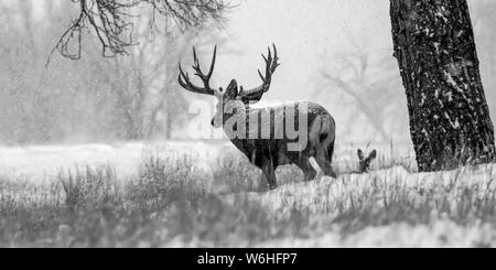 Image en noir et blanc d'un Cerf mulet (Odocoileus hemionus) buck et doe durant une chute de neige ; Denver, Colorado, États-Unis d'Amérique Banque D'Images