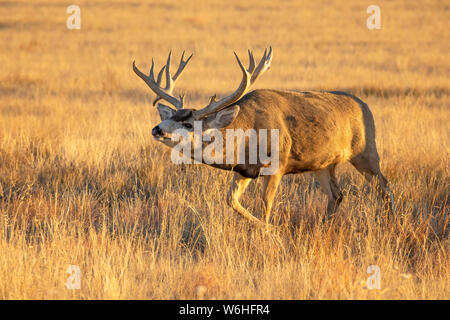 Le cerf mulet (Odocoileus hemionus) buck walking in a grass field, Denver, Colorado, États-Unis d'Amérique Banque D'Images