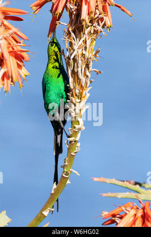 Souimanga Malachite (Nectarinia famosa) mâles reproducteurs en quête de nectar sur l'aloès, de la rivière Breede, Western Cape, Afrique du Sud jaune aka long touffeté Taile Banque D'Images