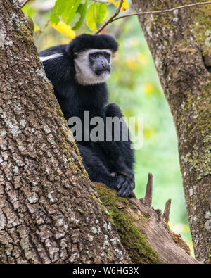 Le noir et blanc (Colobus guereza Colobus Monkey) assis dans un arbre à Ngare Sero Mountain Lodge, près d'Arusha, Tanzanie Banque D'Images