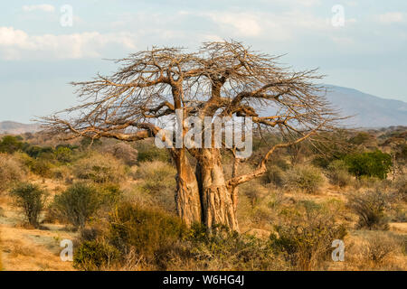 Aphylles Baobab (Adansonia digitata) avec tronc meurtri par les éléphants dans le Ruaha National Park ; Tanzanie Banque D'Images