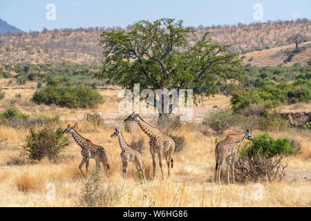 Des profils Maasai Girafe (Giraffa camelopardalis) avec trois jeunes Girafes dans la savane sèche d'or de Ruaha National Park ; Tanzanie Banque D'Images