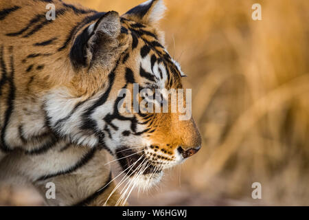 Tigre du Bengale (Panthera tigris tigris), parc national de Ranthambore; Inde Banque D'Images