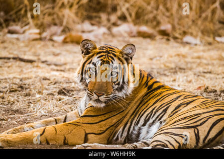 Tigre du Bengale (Panthera tigris tigris), le parc national de Ranthambore, Rajasthan, Inde Banque D'Images