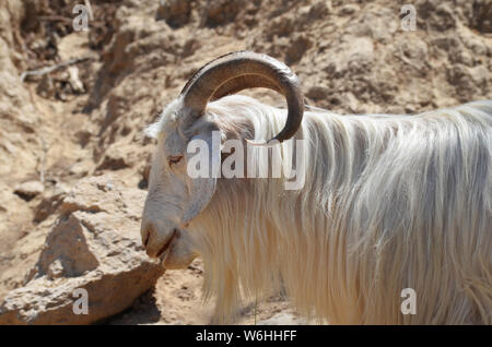Les chèvres dans les montagnes, le sud-est de l'Ouzbékistan Hissar Banque D'Images