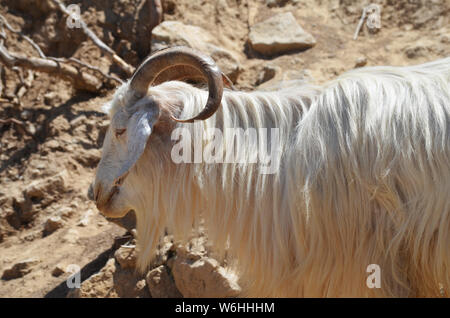 Les chèvres dans les montagnes, le sud-est de l'Ouzbékistan Hissar Banque D'Images
