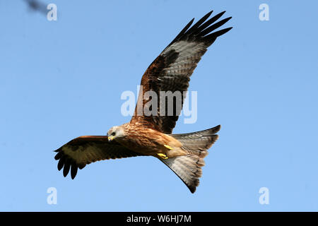 Rhayader, Mid Wales le jeudi 1er août 2019. Red Kites à l'état sauvage à l'aide d'une station d'alimentation sur une ferme au milieu de Pays de Galles sur une chaude journée d'été. Dans certaines régions du Royaume-Uni il y a eu quelques incidents de Red Kites arraché la nourriture des personnes qui mangent à l'extérieur, seul un très petit nombre d'incidents ont eu lieu contrairement aux incidents très fréquents d'aliments pris par les goélands comme les gens aiment leur nourriture à l'extérieur . Photo par Andrew Verger /Alamy Live News Banque D'Images