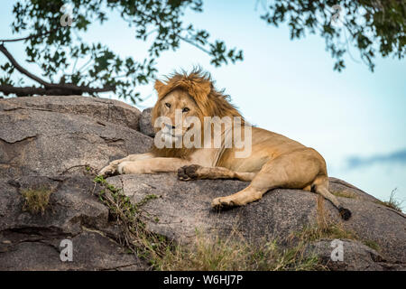 Male lion (Panthera leo) se trouve sur un rocher regardant la caméra, Serengeti, Tanzanie Banque D'Images