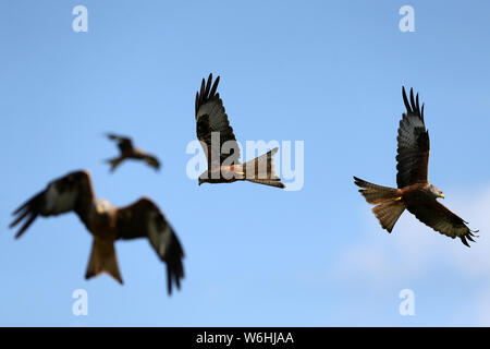 Rhayader, Mid Wales le jeudi 1er août 2019. Red Kites à l'état sauvage à l'aide d'une station d'alimentation sur une ferme au milieu de Pays de Galles sur une chaude journée d'été. Dans certaines régions du Royaume-Uni il y a eu quelques incidents de Red Kites arraché la nourriture des personnes qui mangent à l'extérieur, seul un très petit nombre d'incidents ont eu lieu contrairement aux incidents très fréquents d'aliments pris par les goélands comme les gens aiment leur nourriture à l'extérieur . Photo par Andrew Verger /Alamy Live News Banque D'Images