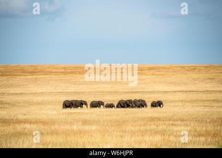 Troupeau d'éléphants (Loxodonta africana) cross plaine herbeuse à Sunshine, Serengeti, Tanzanai Banque D'Images